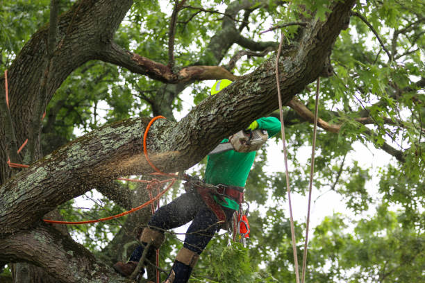 How Our Tree Care Process Works  in  Inwood, FL